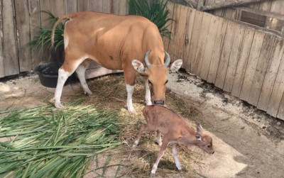 uploads/news/2026/10/menolak-punah-banteng-jawa-220276f93d6d3e3_400.jpeg