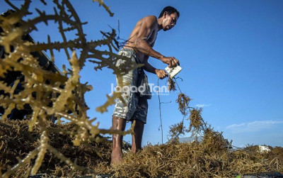 uploads/news/2026/10/rantai-nilai-industri-rumput-7112014da1df036_400.jpg