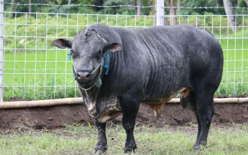 uploads/news/2026/10/sapi-gama-disiapkan-untuk-205569da89f340d.jpeg