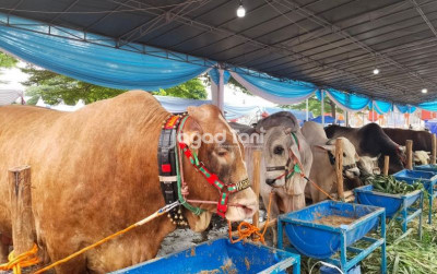 uploads/news/2026/10/strategi-pertahankan-pakan-sapi-95340b6a51c8e67_400.jpg