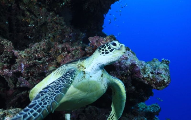 uploads/news/2026/10/temuan-penyu-di-bali--246837f7f8a561e.jpg