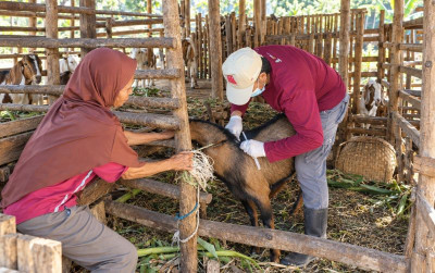 uploads/news/2026/10/ternak-mati-mendadak-jangan-4337862ceab390a_400.jpeg
