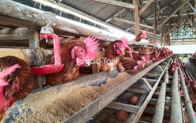uploads/news/2026/10/tiga-pabrik-tepung-telur-tepung-51057a9e9d8a494.jpg