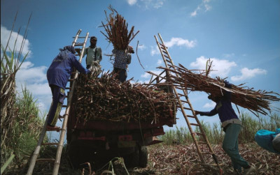 uploads/news/2026/10/tingkatkan-produktivitas-ratoon-tebu-978532099af6305_400.jpg