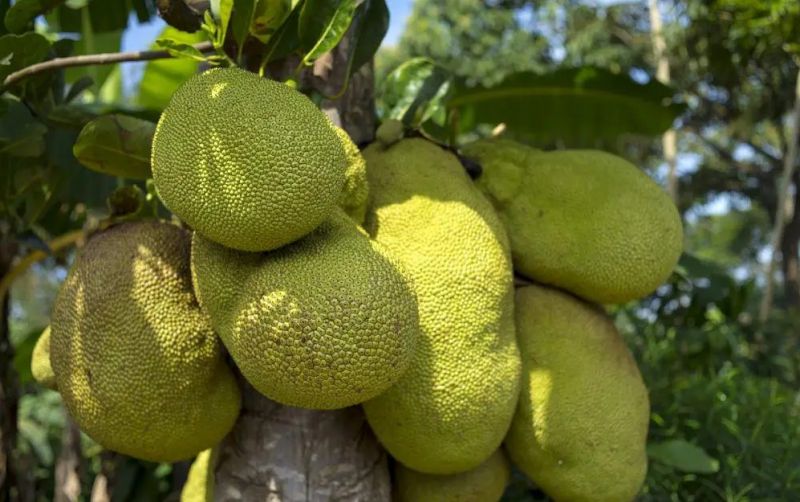 uploads/news/2026/10/yogyakarta-kekurangan-nangka-muda-11603f1ce082259.jpg